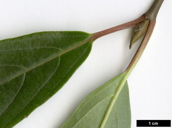 High resolution image: Family: Adoxaceae - Genus: Viburnum - Taxon: ×hillieri - SpeciesSub: 'Winton' (V.erubescens × V.henryi)